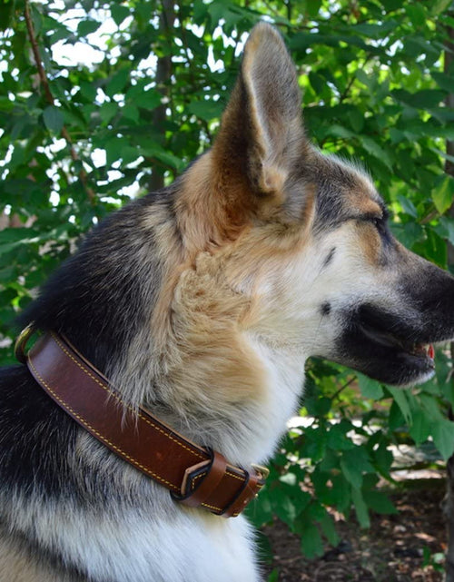 Load image into Gallery viewer, Padded Leather Dog Collar, Large Brown, Real Genuine Leather, 24" Long X 1.5 Wide, Fits Neck Size 18" to 21" Inches
