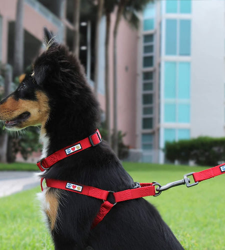 Pet Soft Adjustable Solid Color Nylon Puppy/Dog Collar Matching Leash and Harness Sold Separately